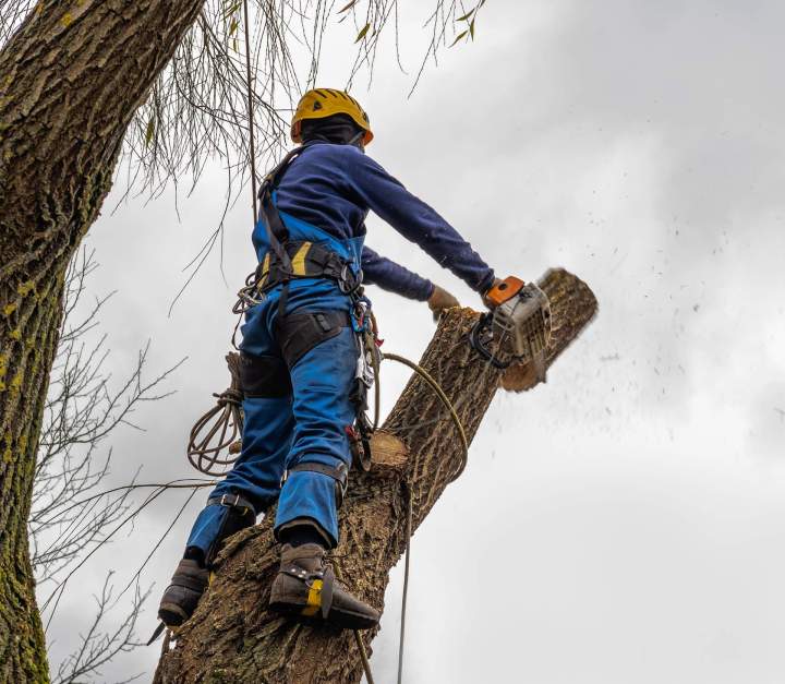 Sécurité et santé pour vos arbres