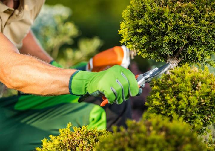 Entretien de jardin Saint Jean le Vieux