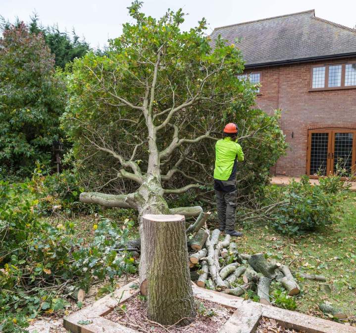 Abattage d'arbre dangereux Saint-Jean-le-Vieux